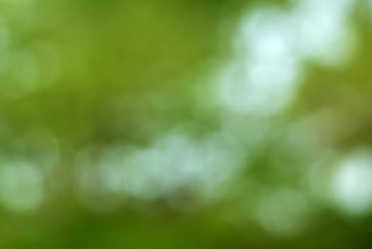 Abstract blur with bokhe of light through the green trees photo