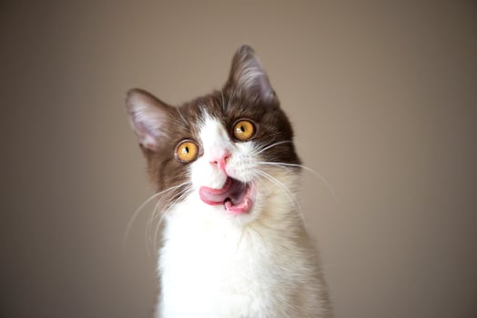 Cute british shorthair cat kitten isolated on gray brown background photo