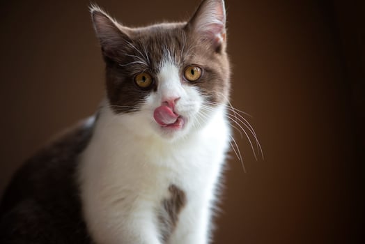 Cute british shorthair cat kitten isolated on gray brown background photo