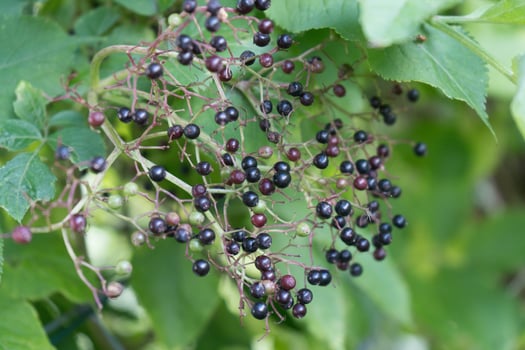 Black elderberries sambucus at an elderberry bush photo