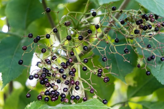 Black elderberries sambucus at an elderberry bush photo