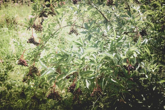 Black elderberries sambucus at an elderberry bush photo