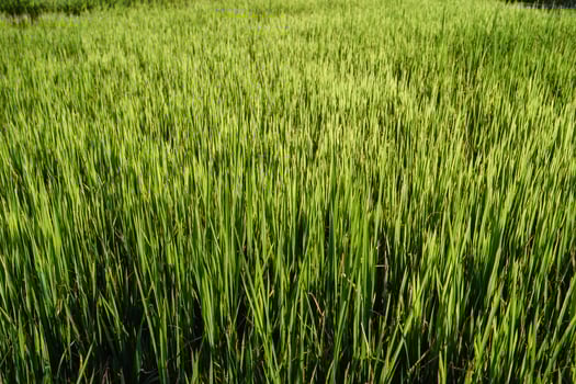 Landscape Paddy rice field in Asia, aerial view of rice fields photo