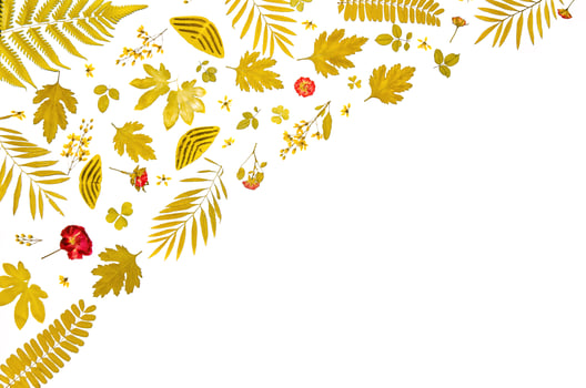 Frame from dry leaves and flower, background and wallpaper dry leaves. photo