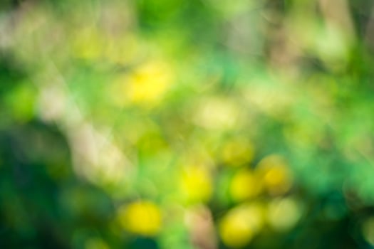 Blurred background and Bokeh, Abstract blur background. photo