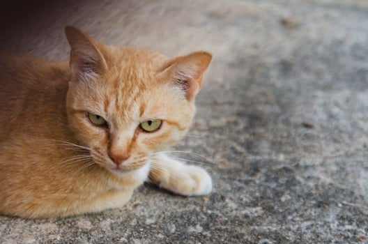 Brown cat are squat on the floor, Alone cat sit on the floor. photo