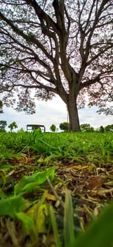 Grass field and tree photo