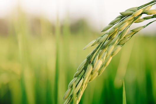 Paddy rice and rice seed in farm, Organic rice field and agriculture. photo
