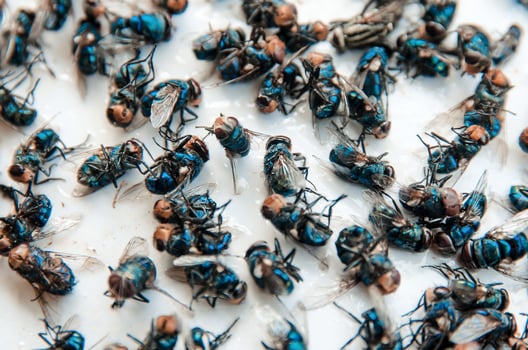 Many fly and Dirty insect and dead fly or carrion of fly. photo