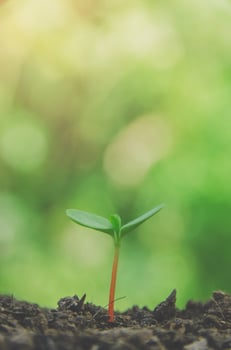 Greenery of young plant and seedling are growing in the soil. photo