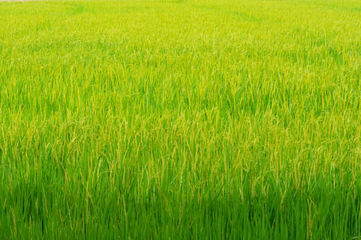Golden paddy rice field photo