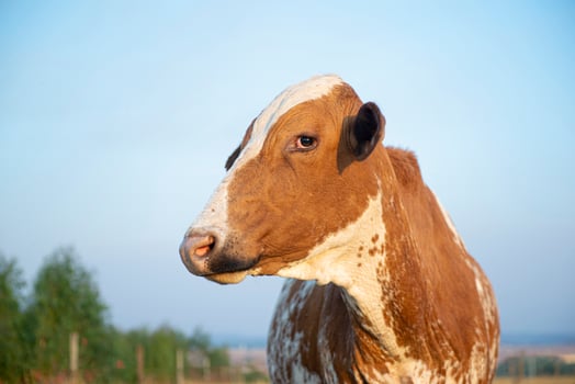 Beautiful brown and white spotted Dutch cow photo