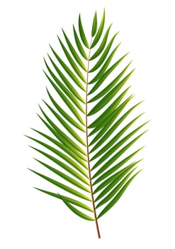 Palm Tree Leaf Silhouette Isolated on White Background vector