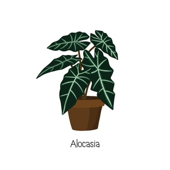 Houseplant in pot. Hand drawn vector art.