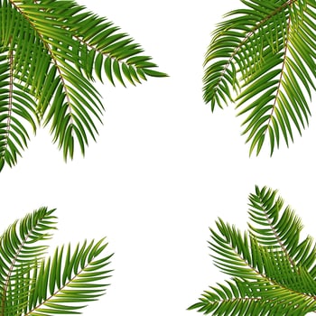 Beautiful Palm Tree Leaf  Silhouette Background Vector Illustration