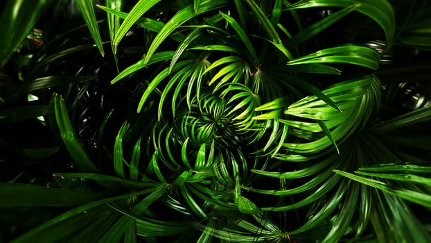 Tropical green leaf photo