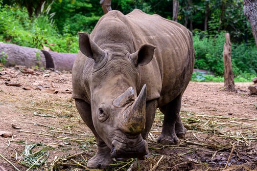 Rhinoceros is a large mammals photo
