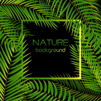 Beautiful Palm Tree Leaf Silhouette Background vector