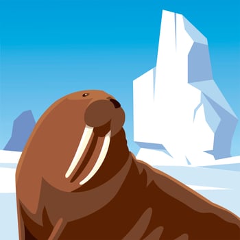 walrus resting iceberg north pole animal character vector