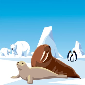penguins polar bears walrus and seal animals north pole vector