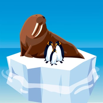 walrus and penguins on melted iceberg in the north pole vector