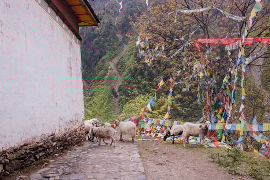 Old house sheep in Meili snow Mountain Yunnan China photo