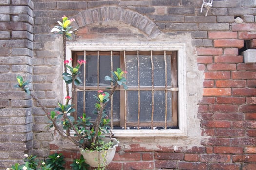 Old ruin brick plaster wall and rustic window nature plant pot photo