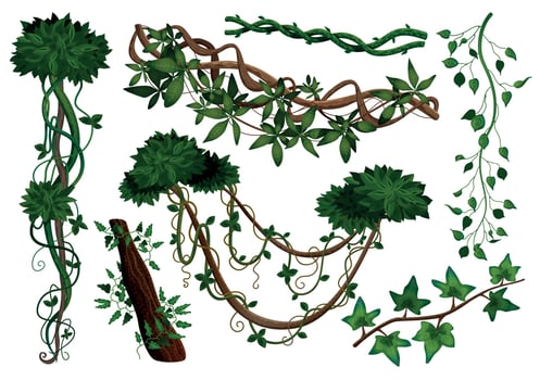 Tropical Lianas Set vector