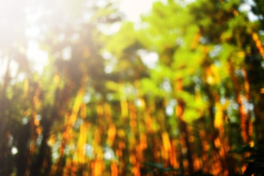 Green bokeh in the forest with sunshine. Nature abstract background. photo
