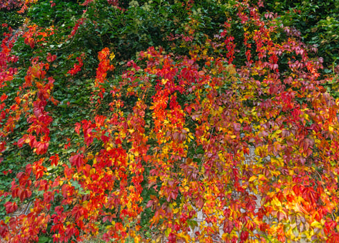 Climbing plant wild wine  - pathenocissus quinquefolia photo