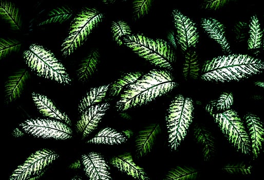 Tropical green leaf pattern photo