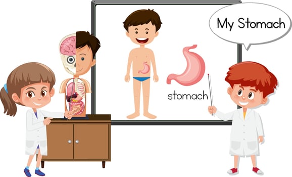 Young doctor explaining stomach anatomy vector