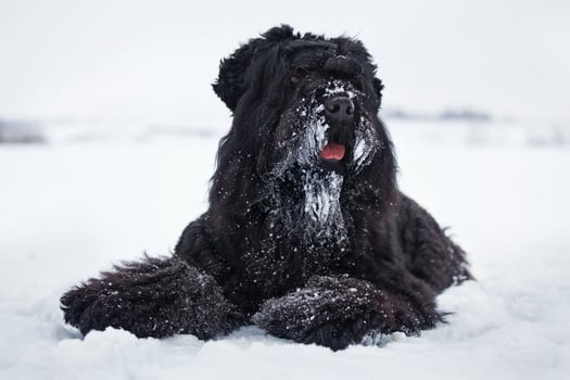 Black terrier is lying on the white snow photo