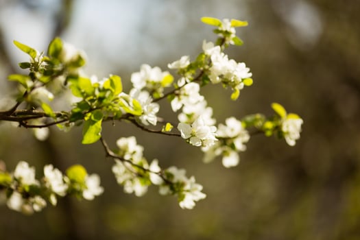Branch of blossoming apple tree photo