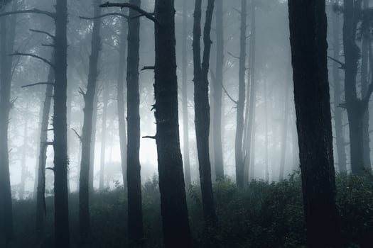 dark forest during a foggy,forest pine in asia photo