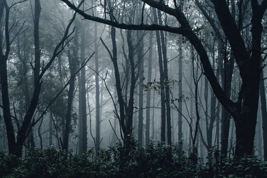 dark forest during a foggy,forest pine in asia photo