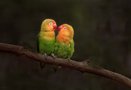 Portrait of Fischer's lovebird photo