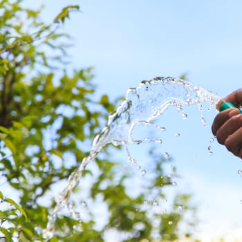 Watering plants trees in the garden photo