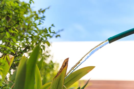 Watering plants trees in the garden photo