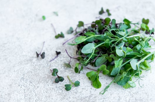 Assortment of micro greens on concrete background photo
