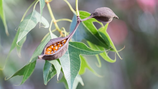 Brachychiton populneus seed pods on the tree, Israel photo