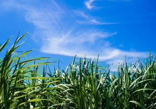 Sunlight and blue sky over the Sugarcane farm photo