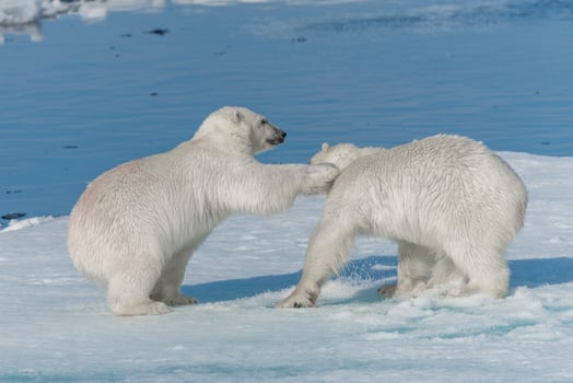 Two young wild polar bear cubs playing on pack ice in Arctic sea, north of Svalbard photo