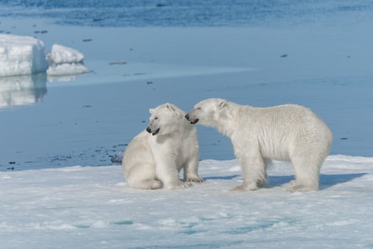 Two young wild polar bear cubs playing on pack ice in Arctic sea, north of Svalbard photo