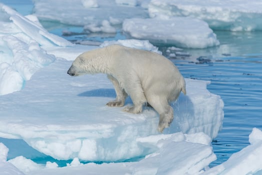 Wild polar bear going on the pack ice north of Spitsbergen Island, Svalbard photo