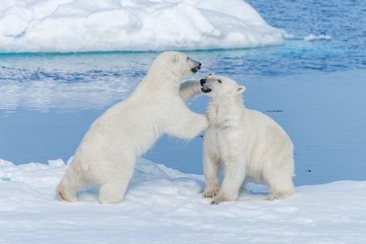 Two young wild polar bear cubs playing on pack ice in Arctic sea, north of Svalbard photo