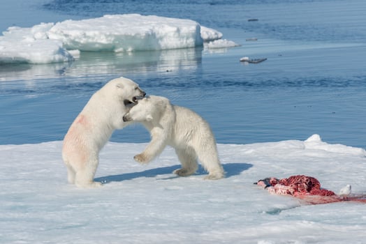 Two young wild polar bear cubs playing on pack ice in Arctic sea, north of Svalbard photo