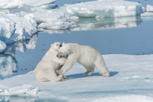 Two young wild polar bear cubs playing on pack ice in Arctic sea, north of Svalbard photo