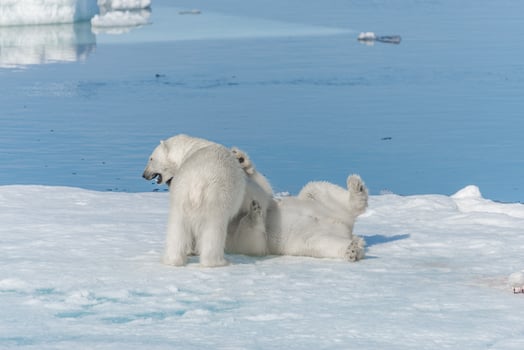 Two young wild polar bear cubs playing on pack ice in Arctic sea, north of Svalbard photo