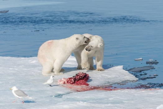 Two young wild polar bear cubs playing on pack ice in Arctic sea, north of Svalbard photo